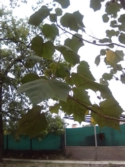 Malvaceae