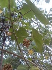 Malvaceae