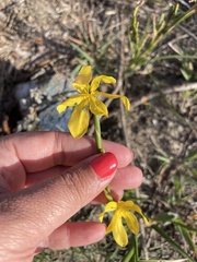 Moraea lewisiae