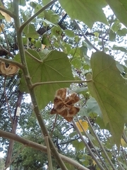 Malvaceae