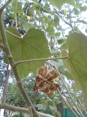 Malvaceae