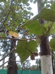 Malvaceae