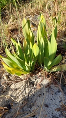 Drimia elata