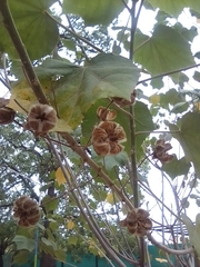 Malvaceae