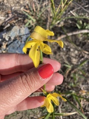 Moraea lewisiae