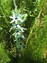 Ixia viridiflora