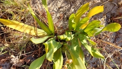 Drimia elata