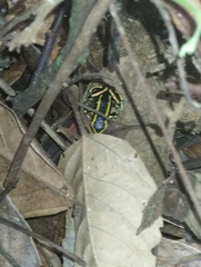 Dendrobates truncatus