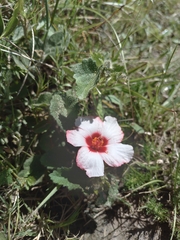 Pavonia glechomoides