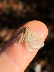 Operophtera bruceata