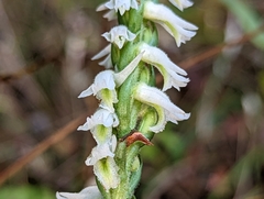Spiranthes triloba