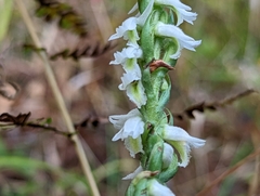 Spiranthes triloba