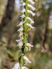 Spiranthes triloba