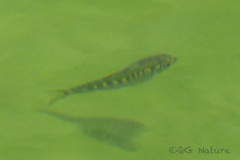 Opsariichthys evolans