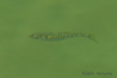 Opsariichthys evolans