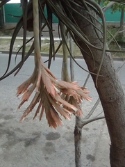 Tillandsia didisticha