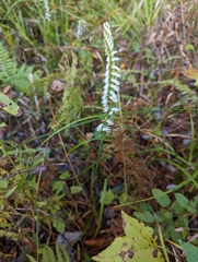 Spiranthes triloba
