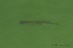 Opsariichthys evolans