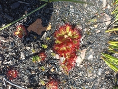 Drosera admirabilis