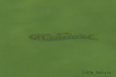 Opsariichthys evolans