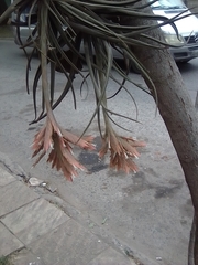 Tillandsia didisticha