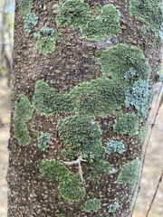 Hyperphyscia syncolla