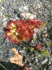Drosera admirabilis