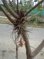Tillandsia didisticha
