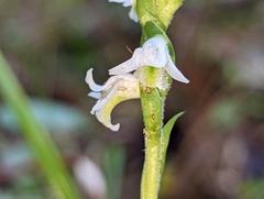 Spiranthes odorata