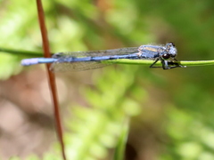Pseudagrion draconis