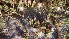 Mesembryanthemum canaliculatum