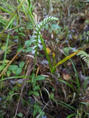 Spiranthes odorata