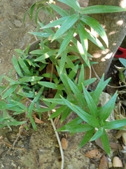 Gratiola officinalis