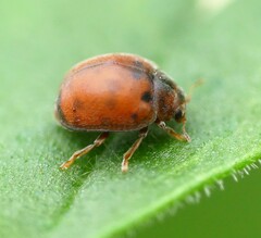 Subcoccinella vigintiquatuorpunctata