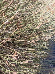 Nevillea obtusissima