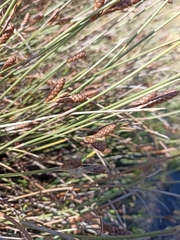 Nevillea obtusissima