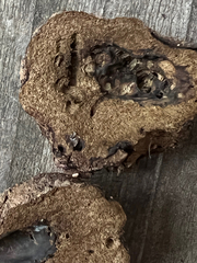 Truncocolumella citrina