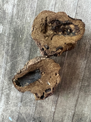 Truncocolumella citrina