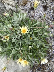 Gazania rigens