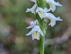 Spiranthes odorata
