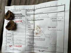 Truncocolumella citrina