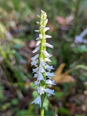 Spiranthes odorata