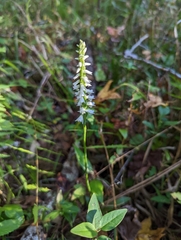 Spiranthes odorata