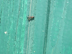 Leptorchestes berolinensis