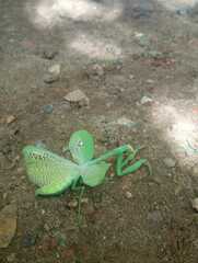 Stagmatoptera