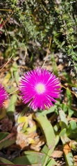 Lampranthus tenuifolius
