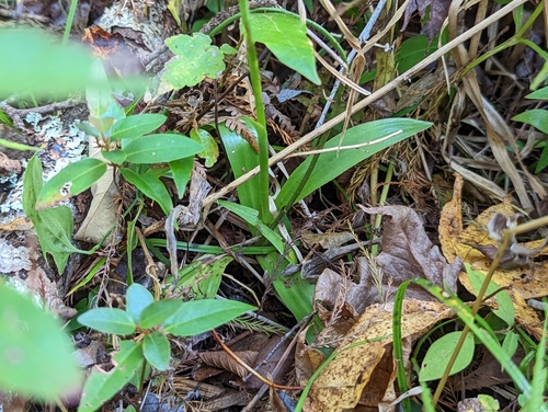 Image of Spiranthes odorata by (c) Elias, some rights reserved (CC BY)