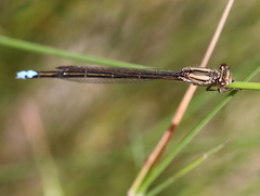 Pseudagrion draconis