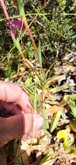 Lampranthus tenuifolius
