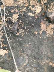 Physalaemus cuvieri
